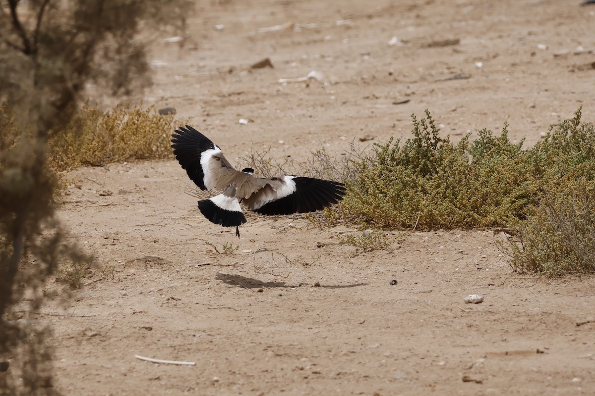 Spur-winged Lapwing - ML617665643