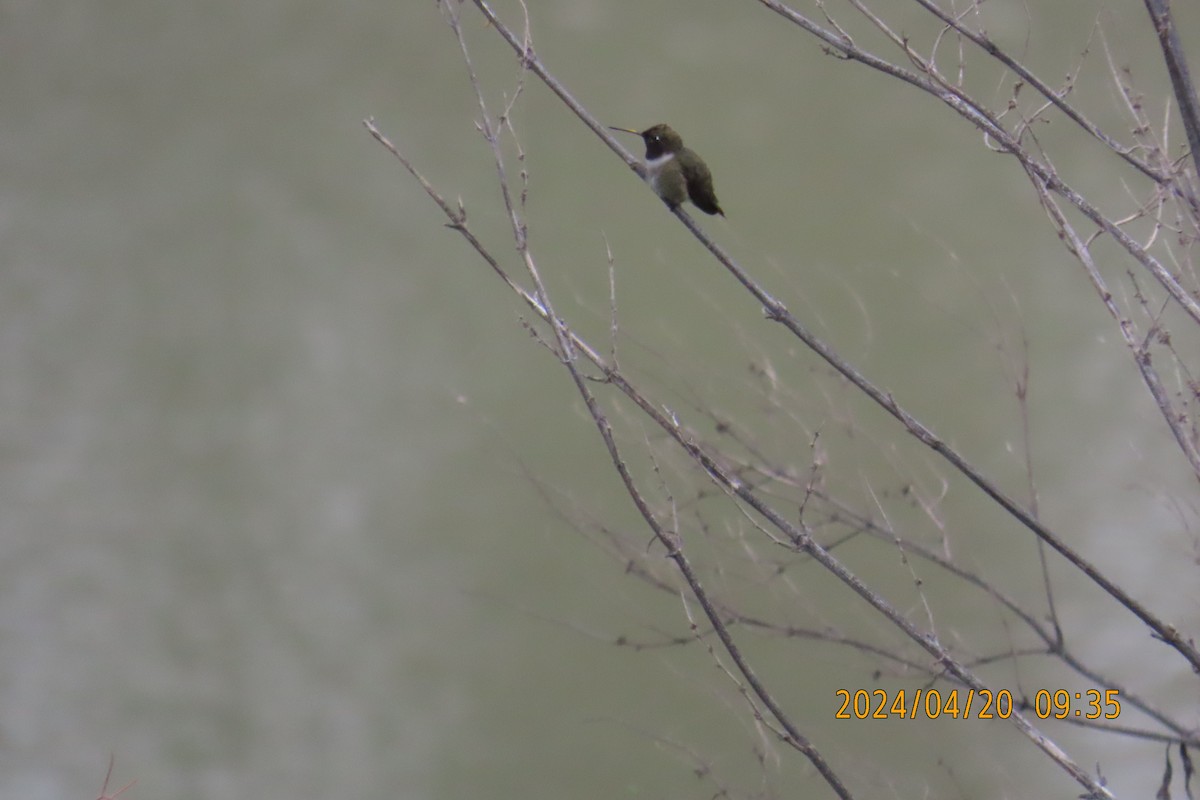 Black-chinned Hummingbird - ML617665663