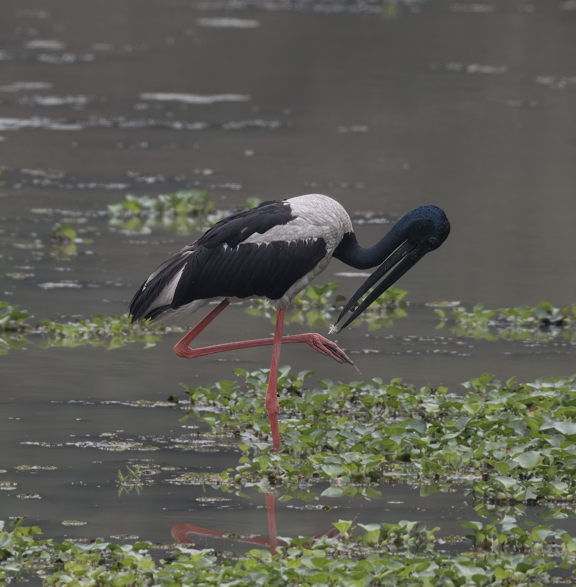 Black-necked Stork - ML617665674