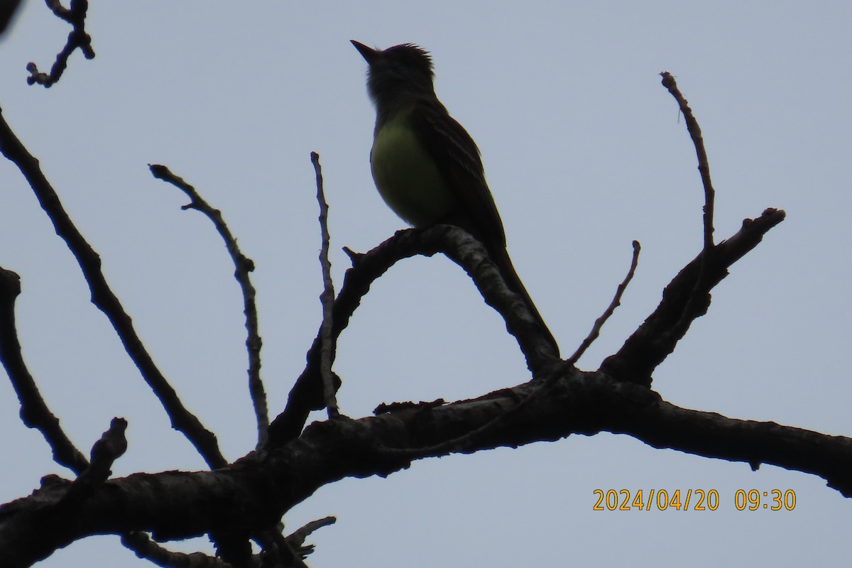 Great Crested Flycatcher - ML617665728