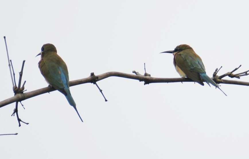 Blue-tailed Bee-eater - ML617665787