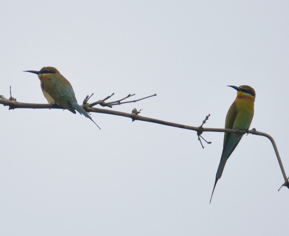 Blue-tailed Bee-eater - ML617665806