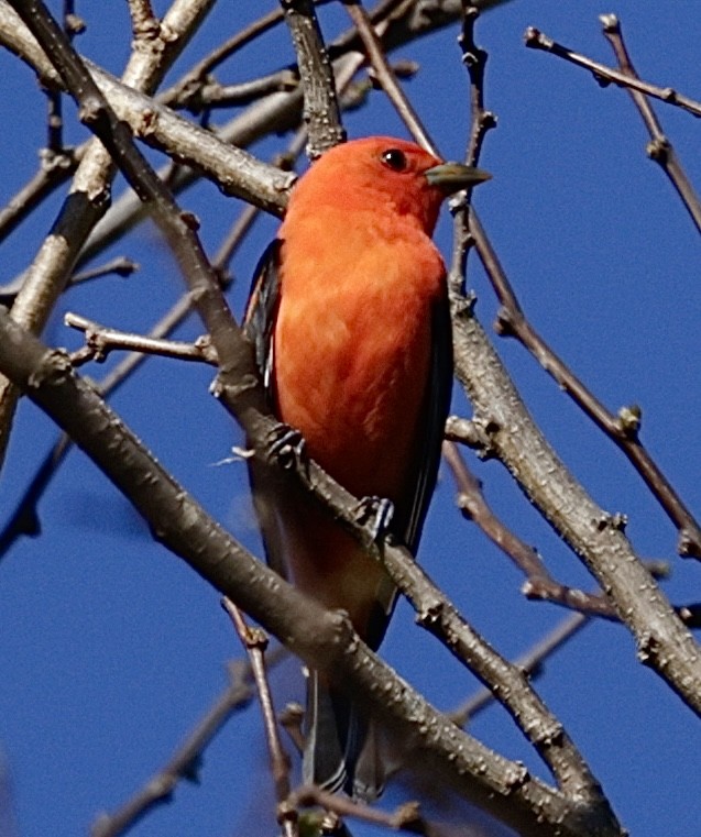 Scarlet Tanager - ML617665993