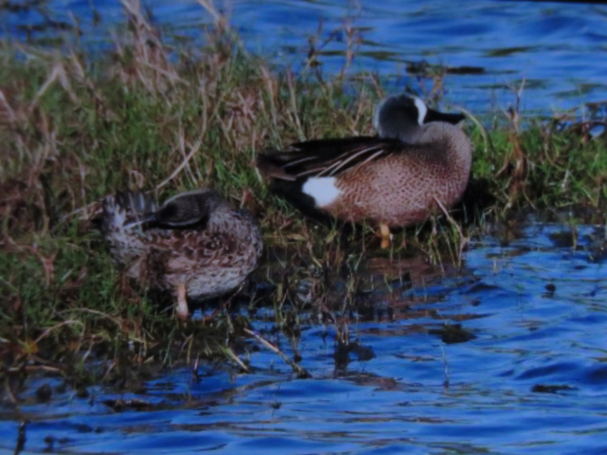 Blue-winged Teal - ML617665995