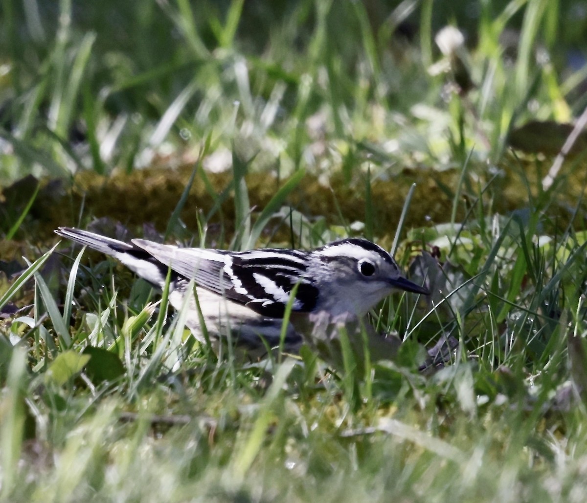 Black-and-white Warbler - ML617666042
