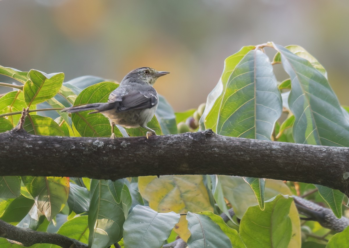 Double-banded Graytail - ML617666051