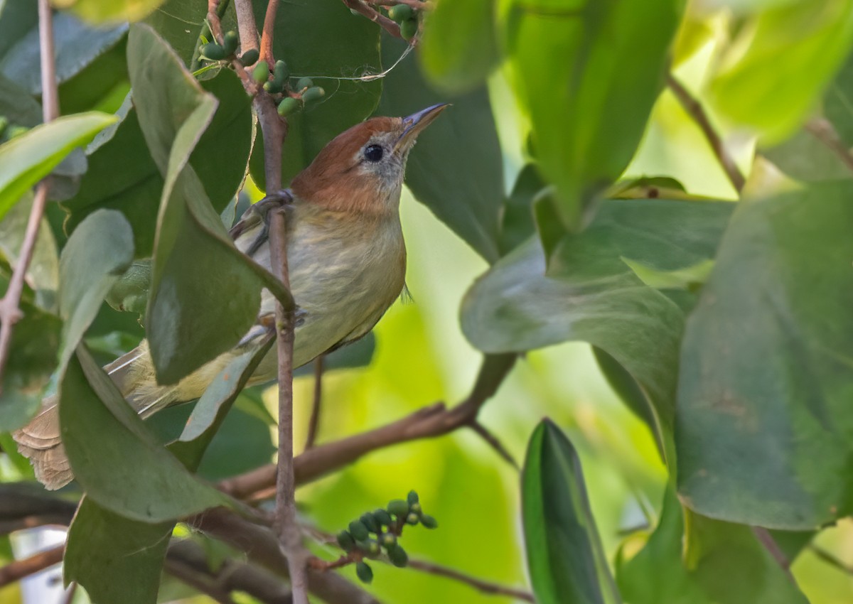Rufous-naped Greenlet - ML617666066