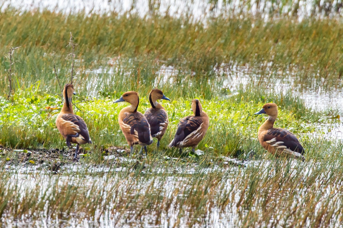 Fulvous Whistling-Duck - ML617666071