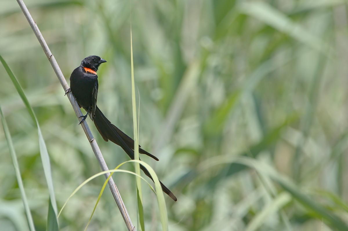 Red-collared Widowbird - Piet Du Preez