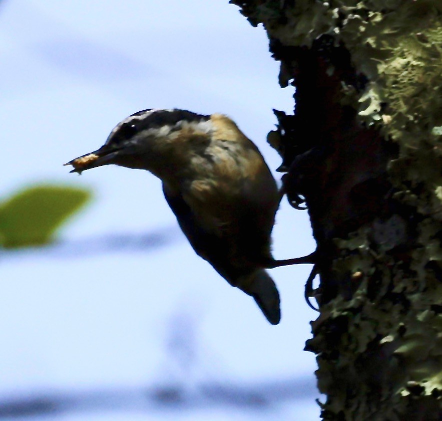 Red-breasted Nuthatch - ML617666155