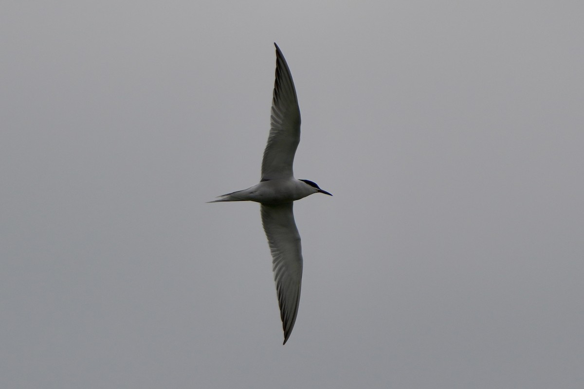Common Tern - ML617666159