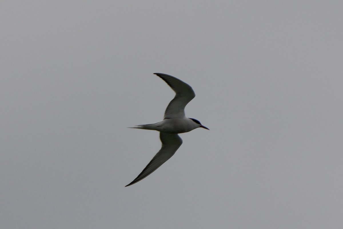 Common Tern - ML617666162