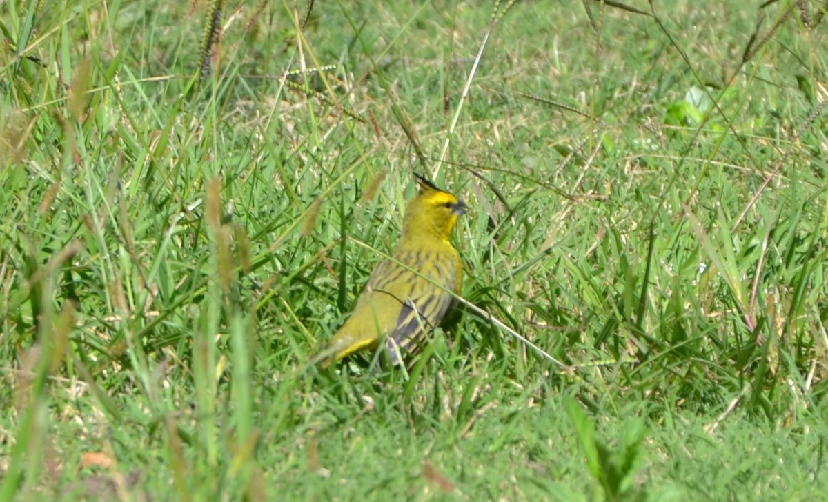 Yellow Cardinal - ML617666174