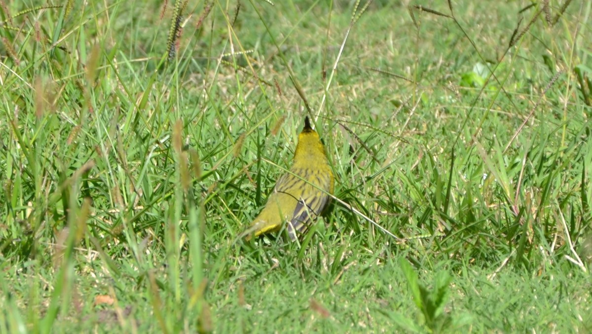 Yellow Cardinal - ML617666177