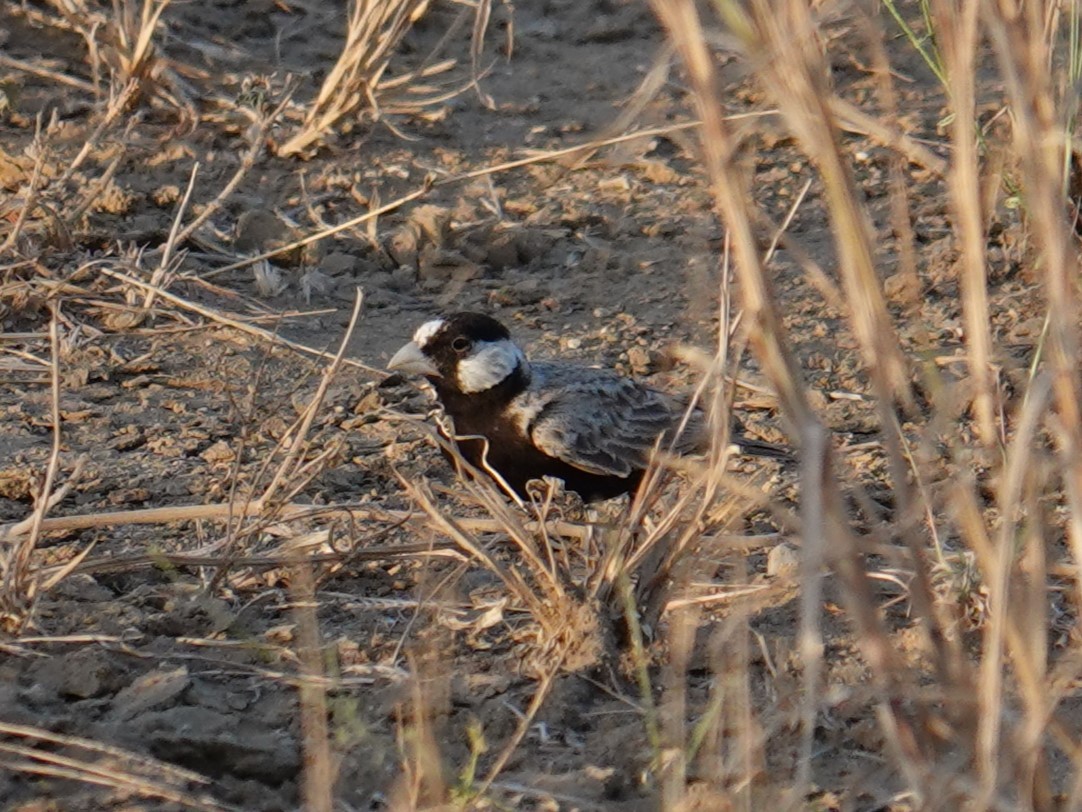 Black-crowned Sparrow-Lark - ML617666183