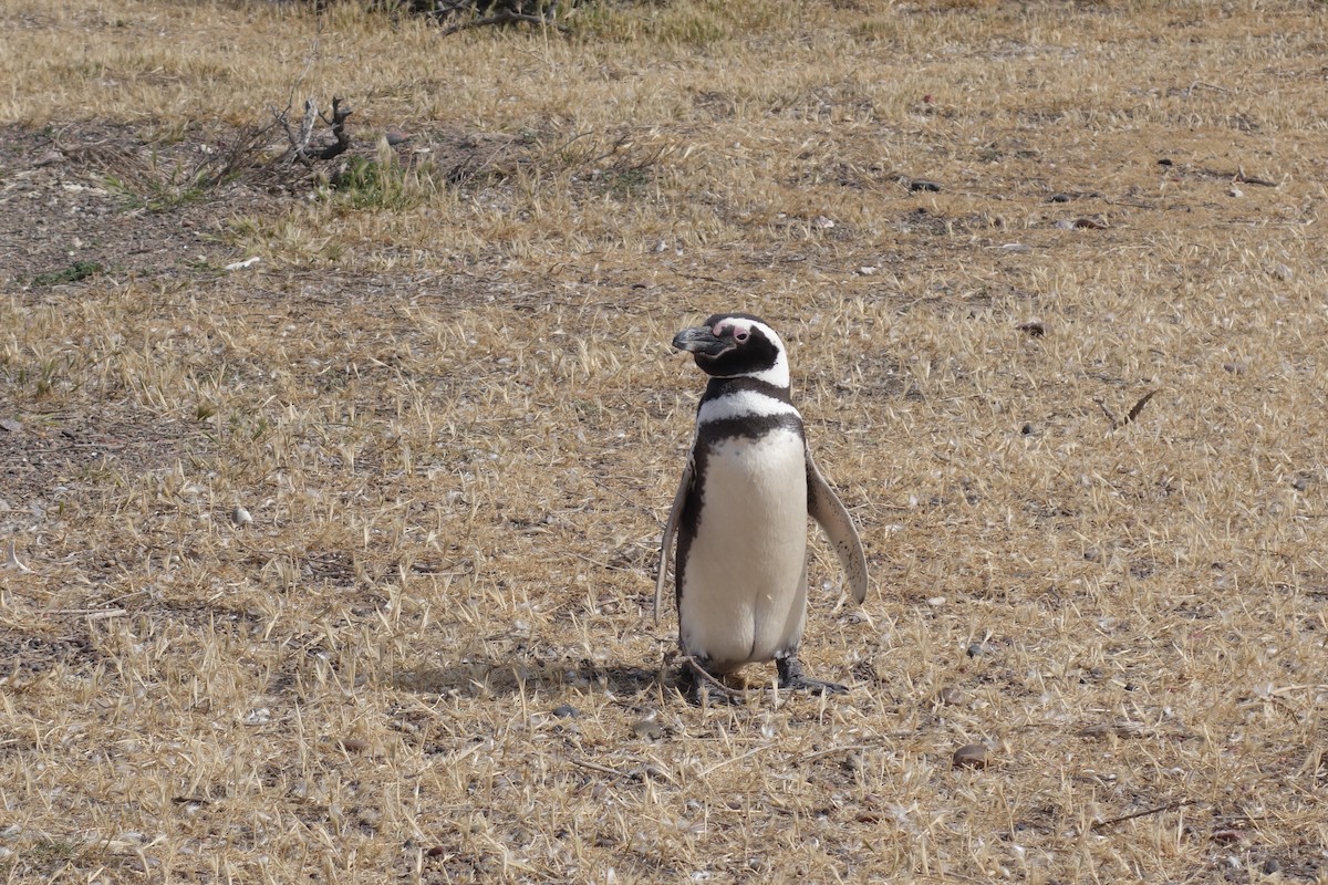 Magellanic Penguin - Guy Poisson