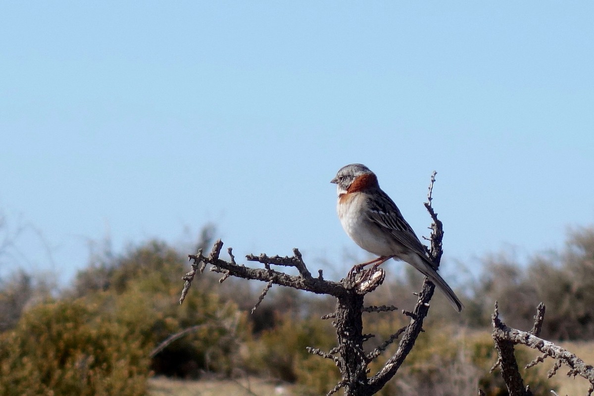 Rufous-collared Sparrow - ML617666297
