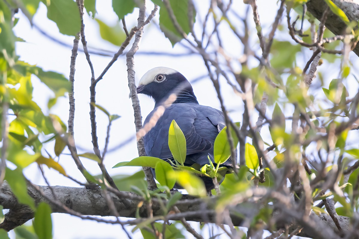 White-crowned Pigeon - ML617666324