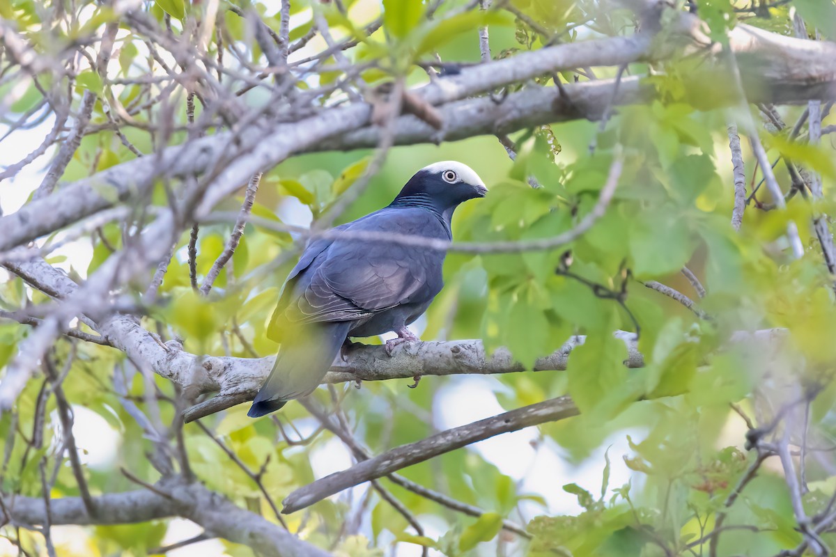 White-crowned Pigeon - ML617666325