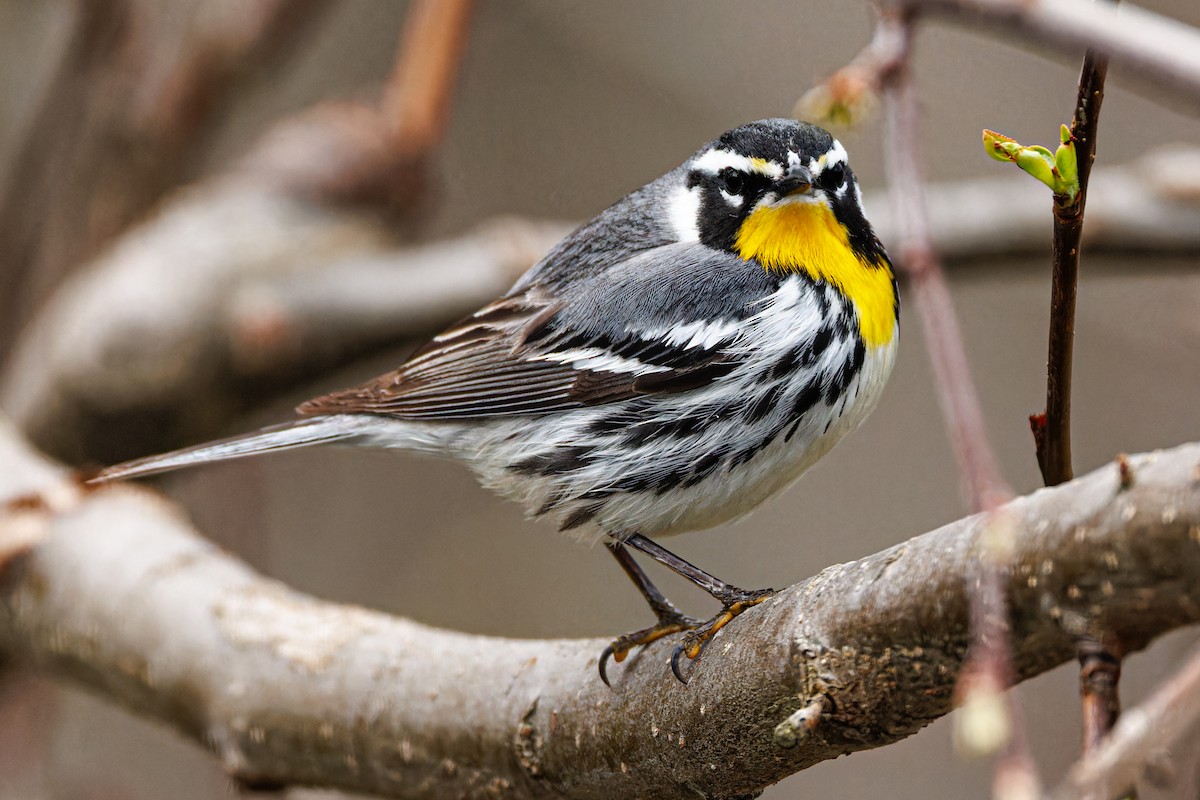 Yellow-throated Warbler - Ken Janes