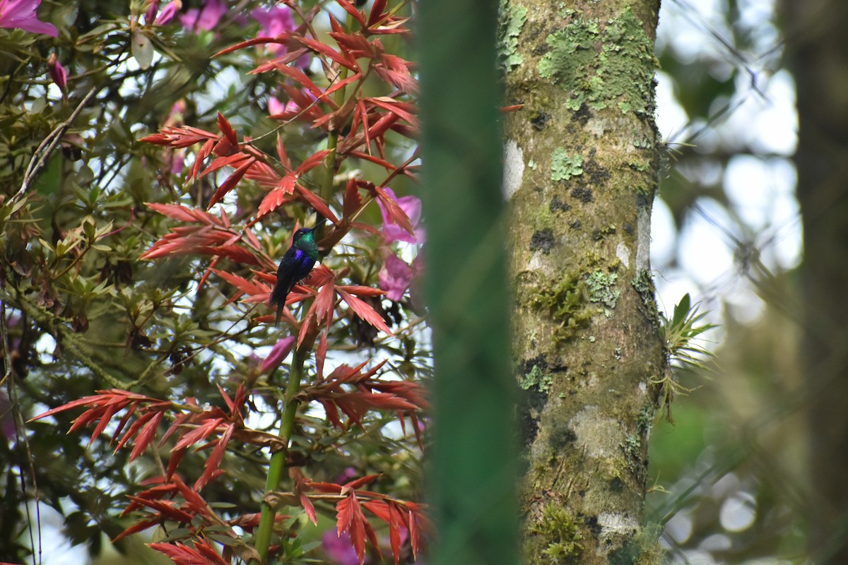 kolibřík vidloocasý - ML617666368