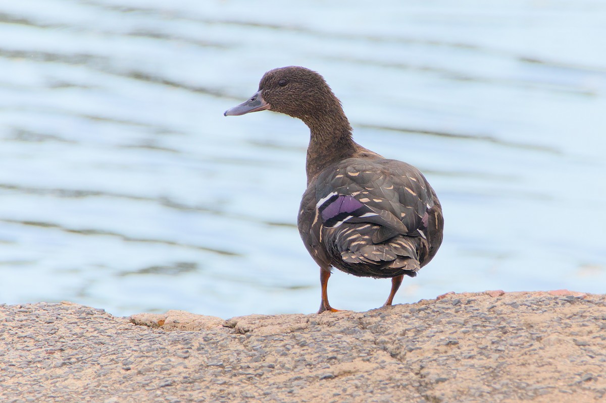 African Black Duck - ML617666542