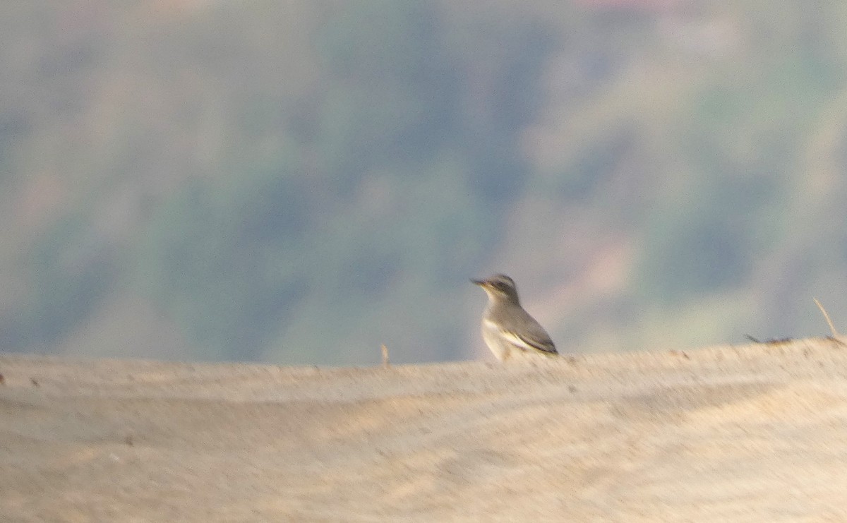 Mekong Wagtail - Mike Tuer