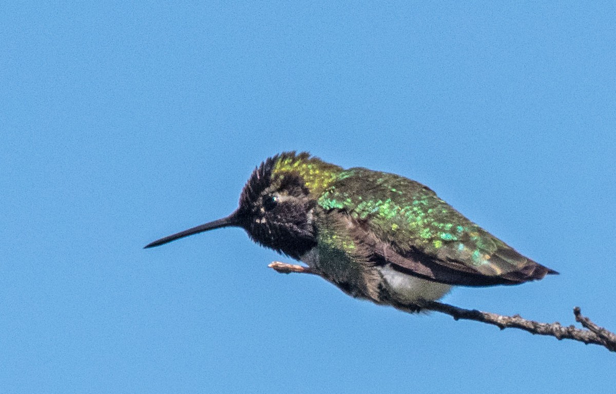 Anna's Hummingbird - ML617666546