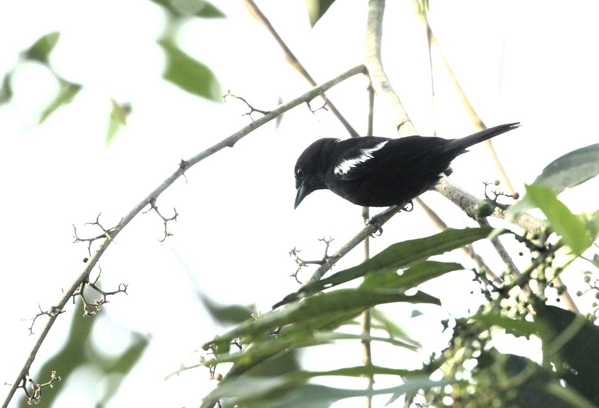 White-shouldered Tanager - ML617666549