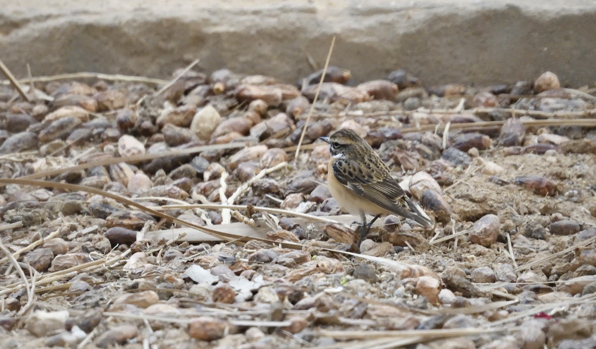 Whinchat - ML617666572