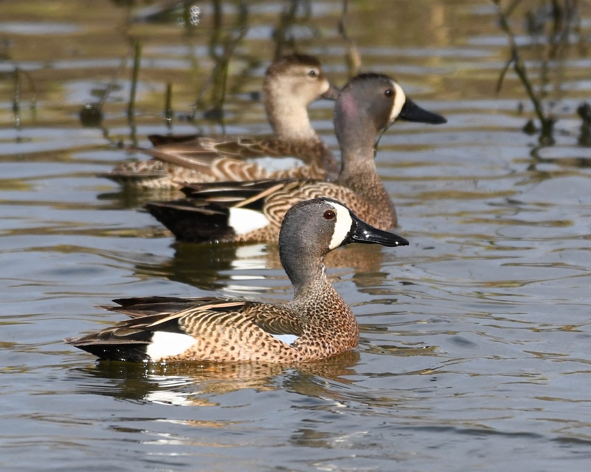 Blue-winged Teal - ML617666656