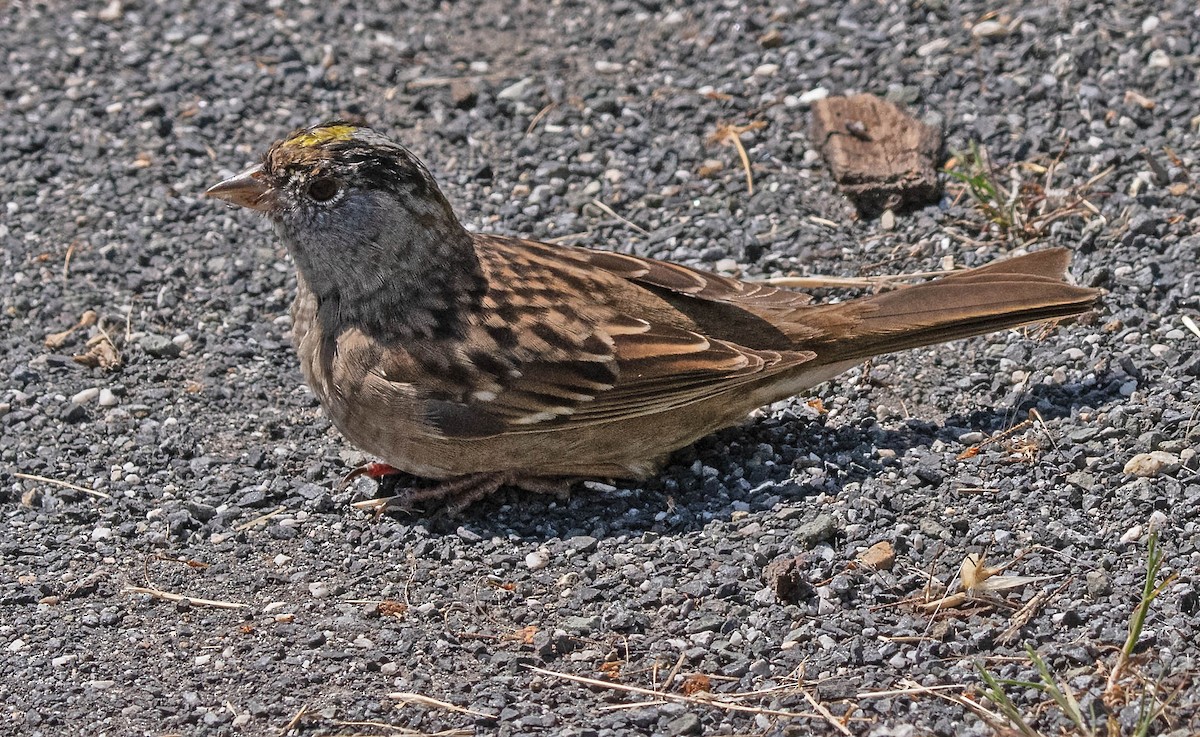 Golden-crowned Sparrow - ML617666681