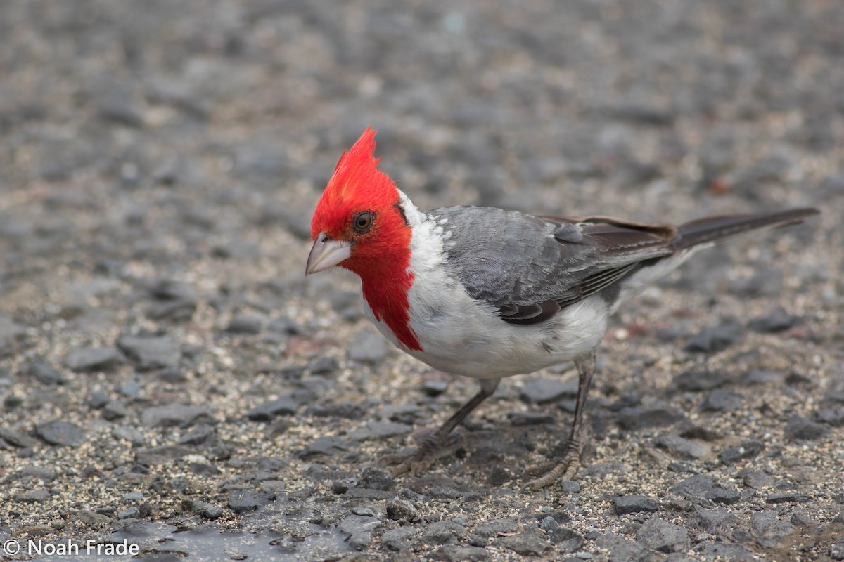 Red-crested Cardinal - Noah Frade