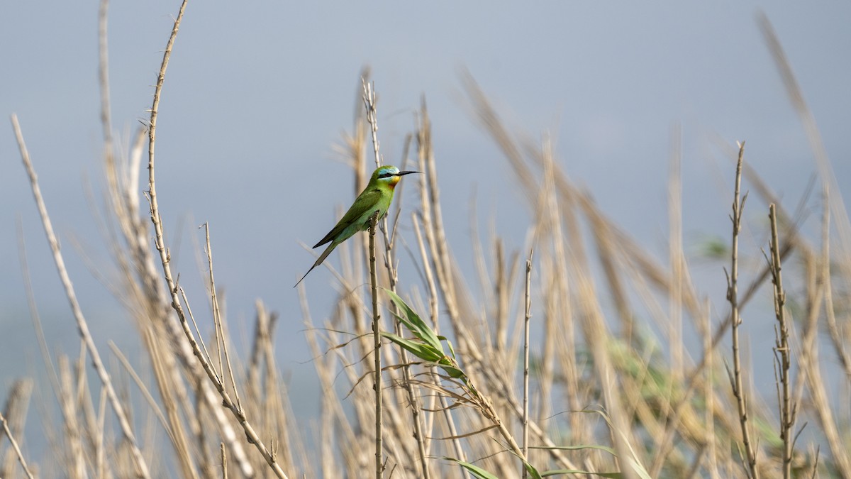 Blue-cheeked Bee-eater - Fahri Tunc