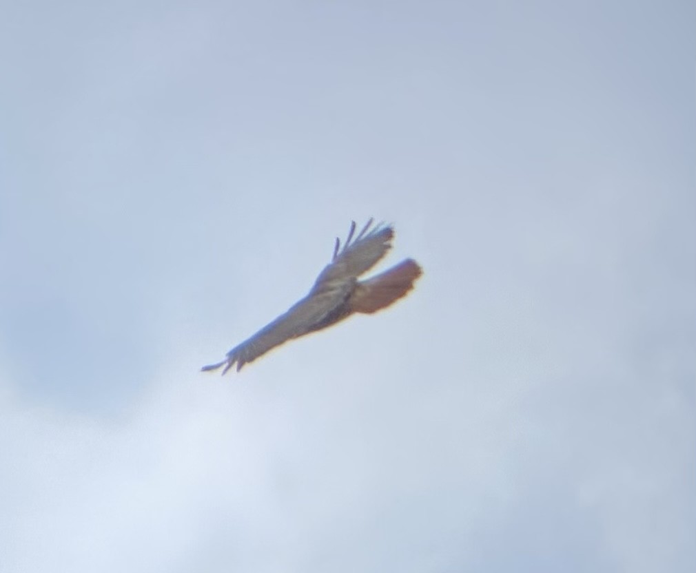 Red-tailed Hawk - ML617666839