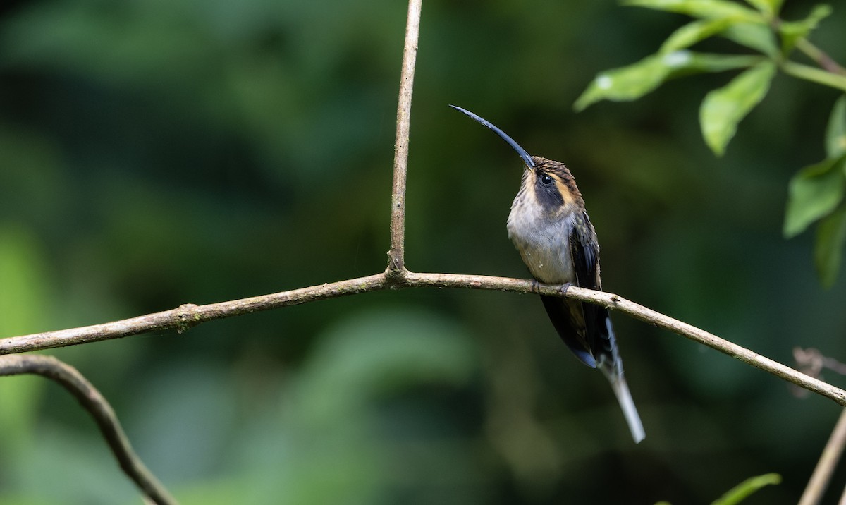 Scale-throated Hermit - ML617666852