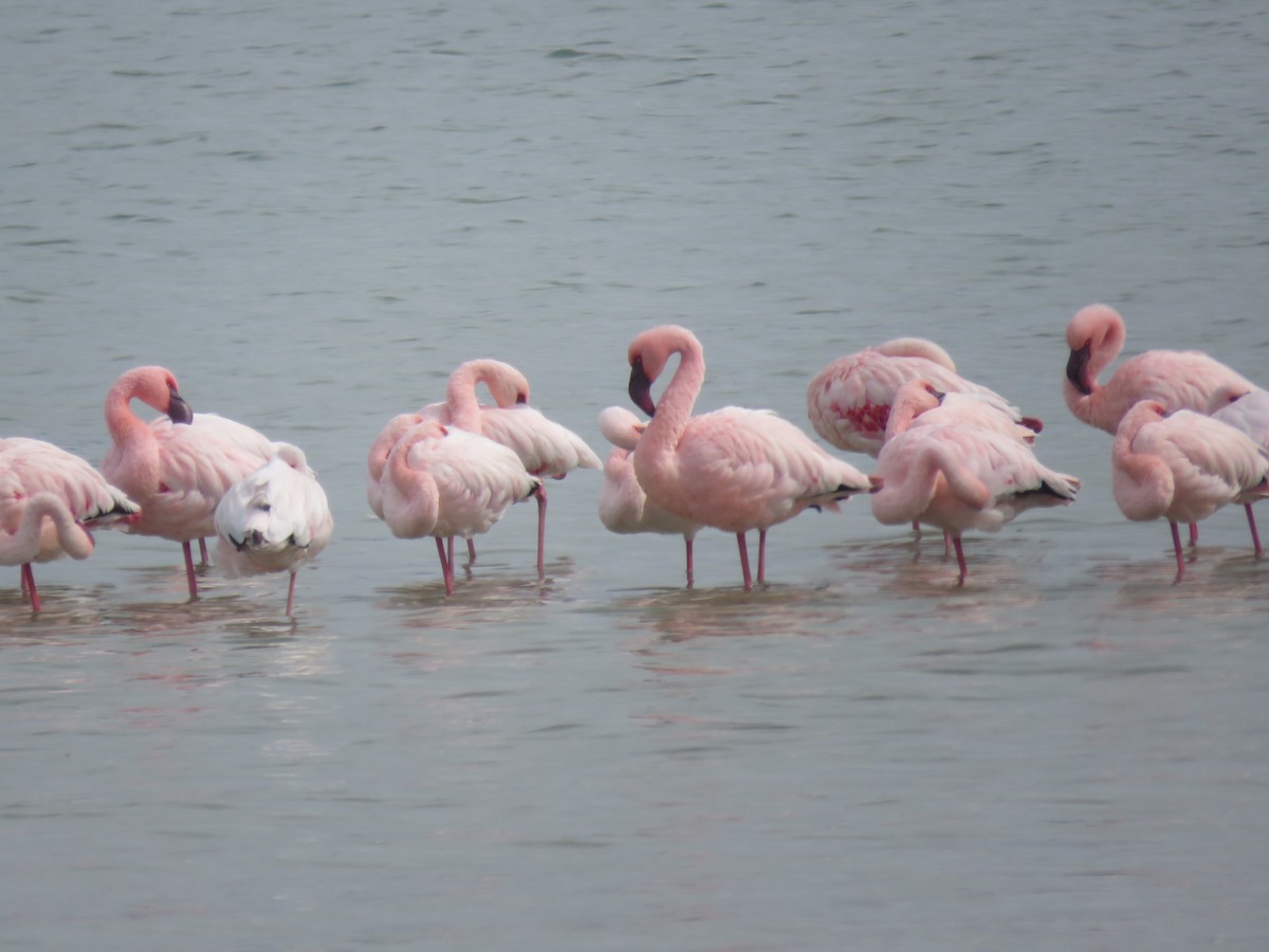 Lesser Flamingo - ML617666902