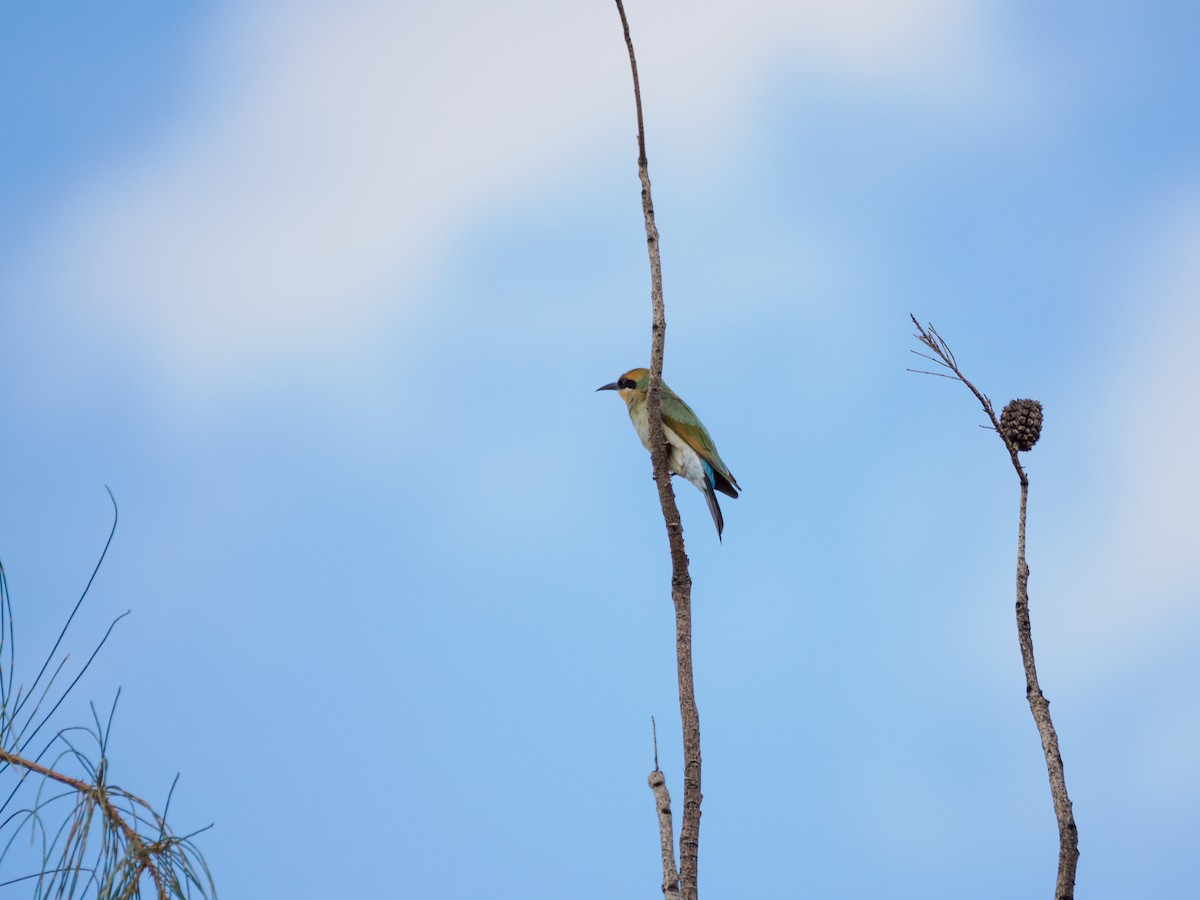 Rainbow Bee-eater - ML617666931