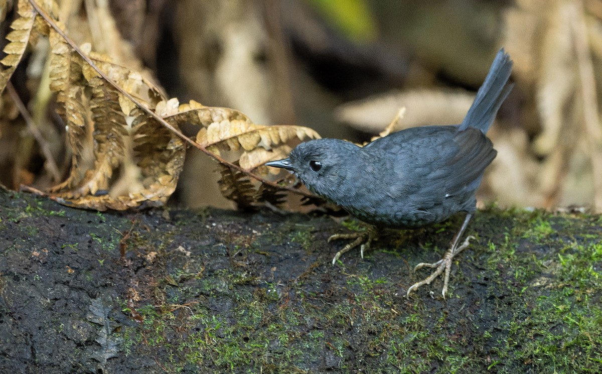Mouse-colored Tapaculo - Marky Mutchler