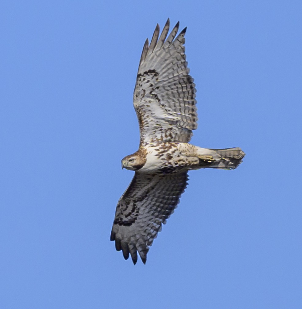 Red-tailed Hawk - ML617666960