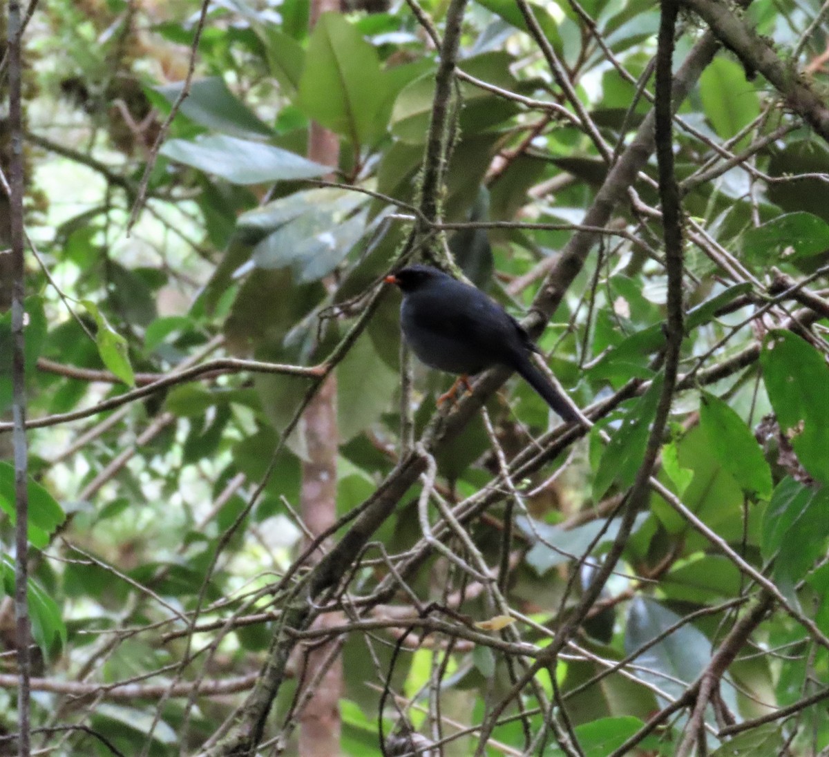 Black-faced Solitaire - ML617667015