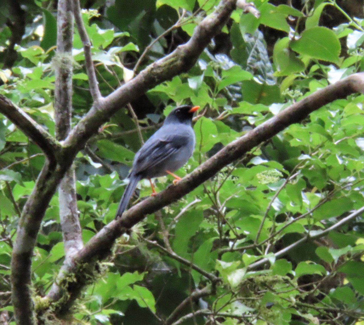 Black-faced Solitaire - ML617667027