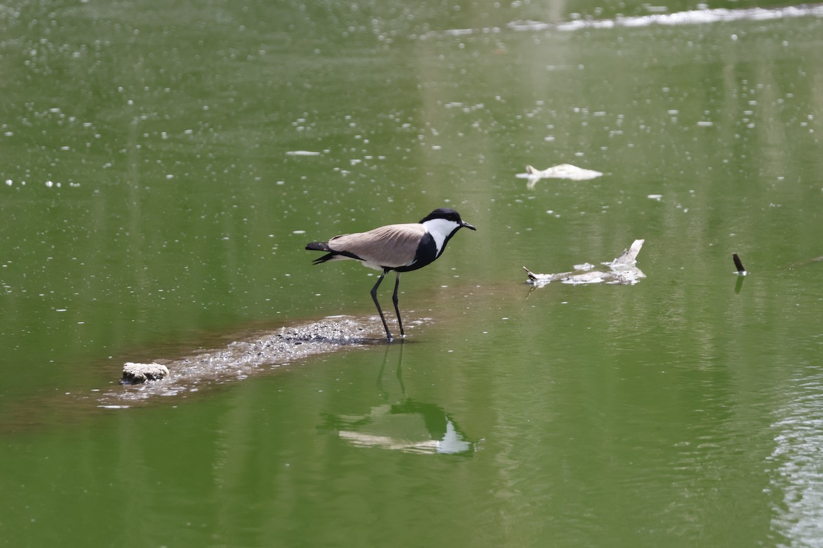 Spur-winged Lapwing - ML617667036