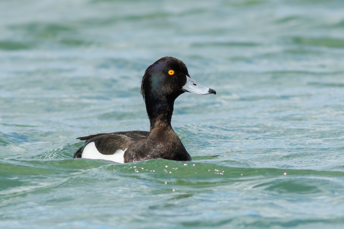 Tufted Duck - ML617667133
