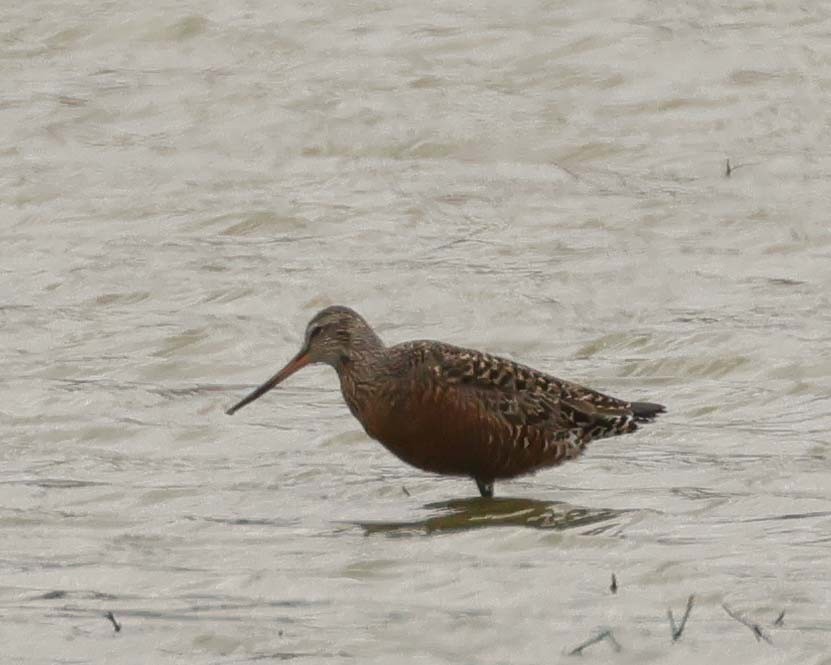 Ebird Checklist - 20 Apr 2024 - Ponds At B And Marx Rd. - 10 Species