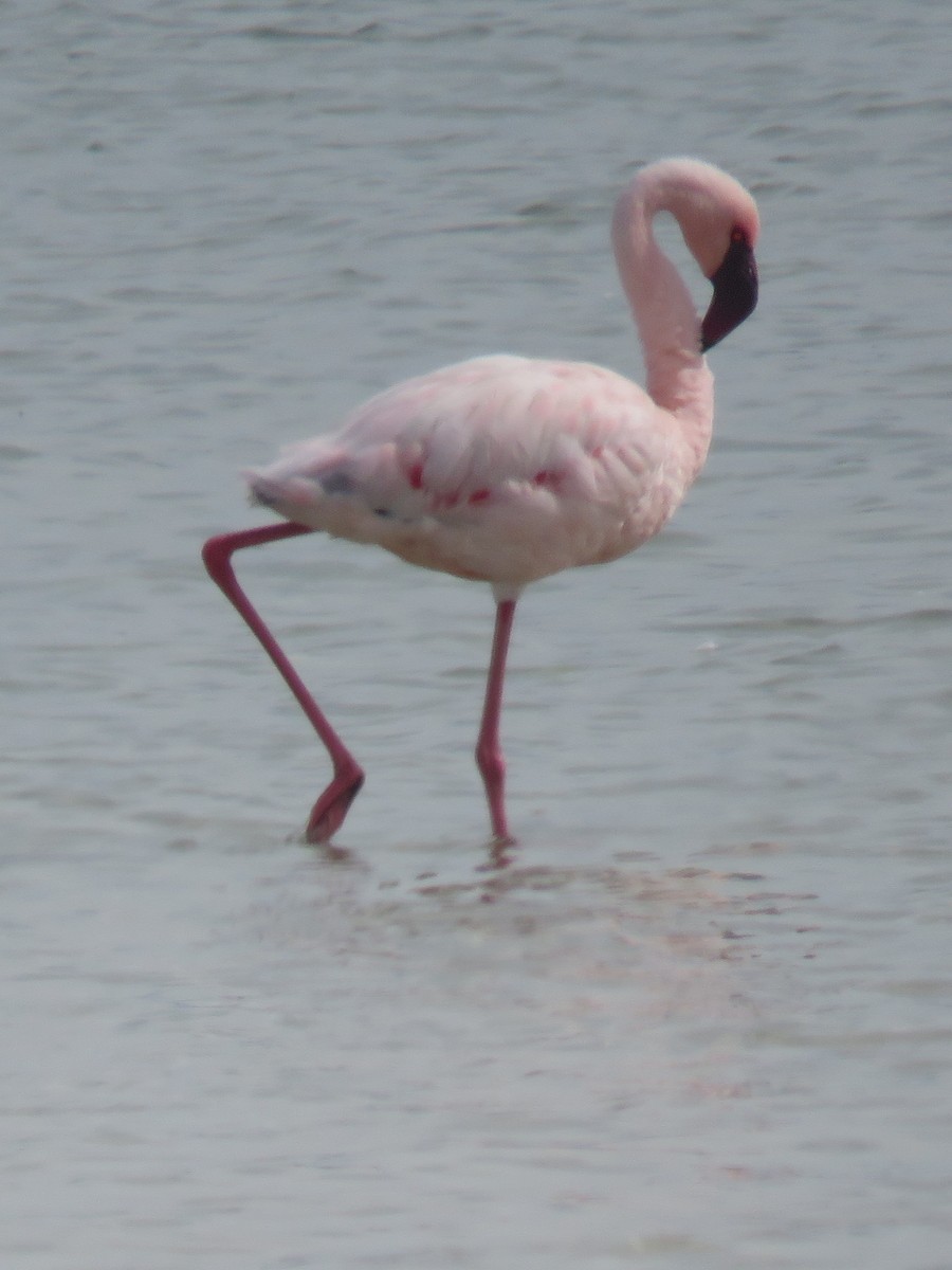 Lesser Flamingo - Gareth Bain