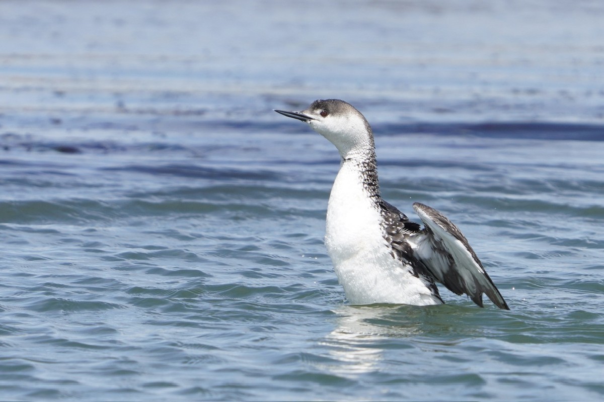 Red-throated Loon - ML617667227