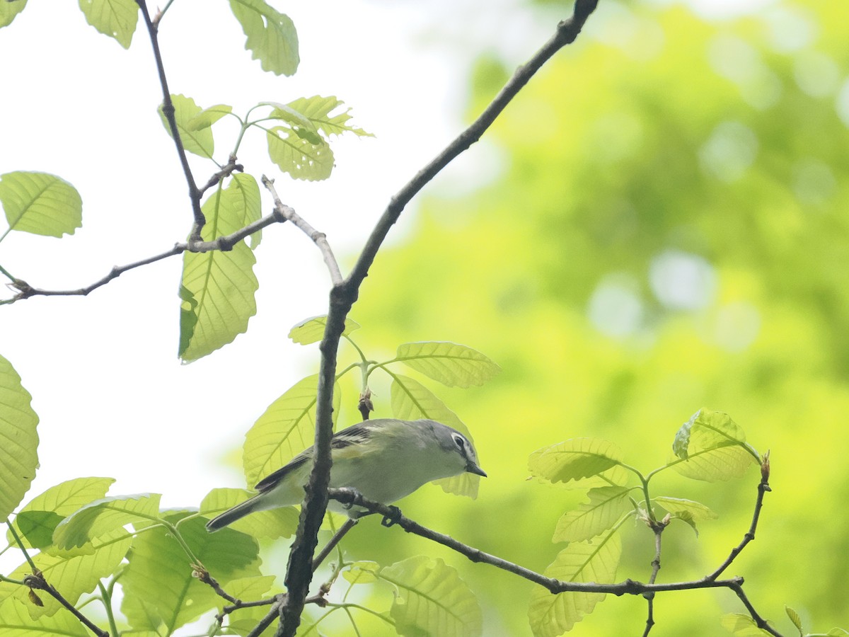 Vireo Solitario - ML617667254