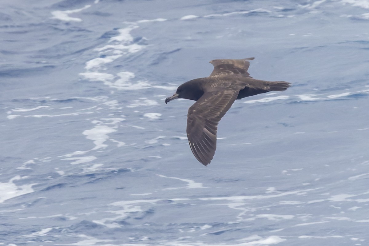 Flesh-footed Shearwater - ML617667270