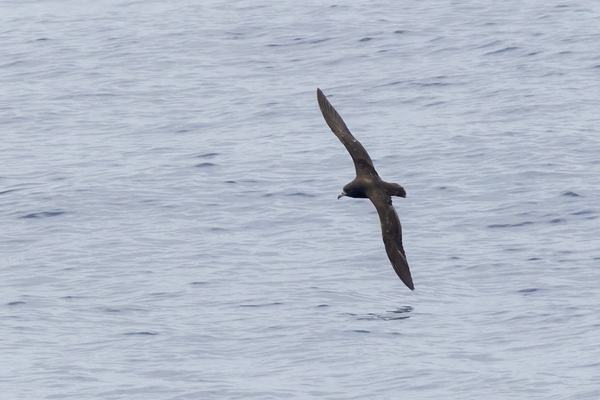 Flesh-footed Shearwater - ML617667271